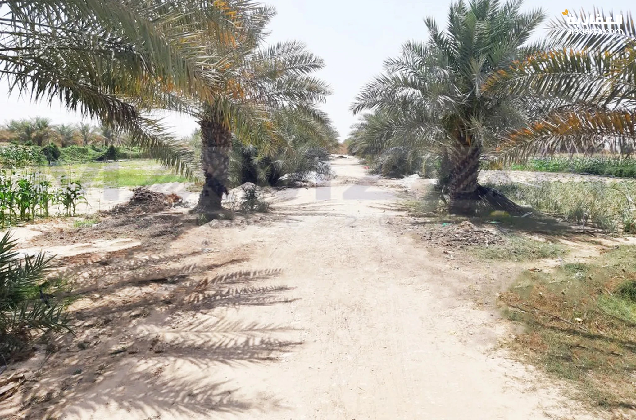 #مزرعة للبيع في العين منطقة الظاهره موقع جيد سعر جيد مساحه واسعه