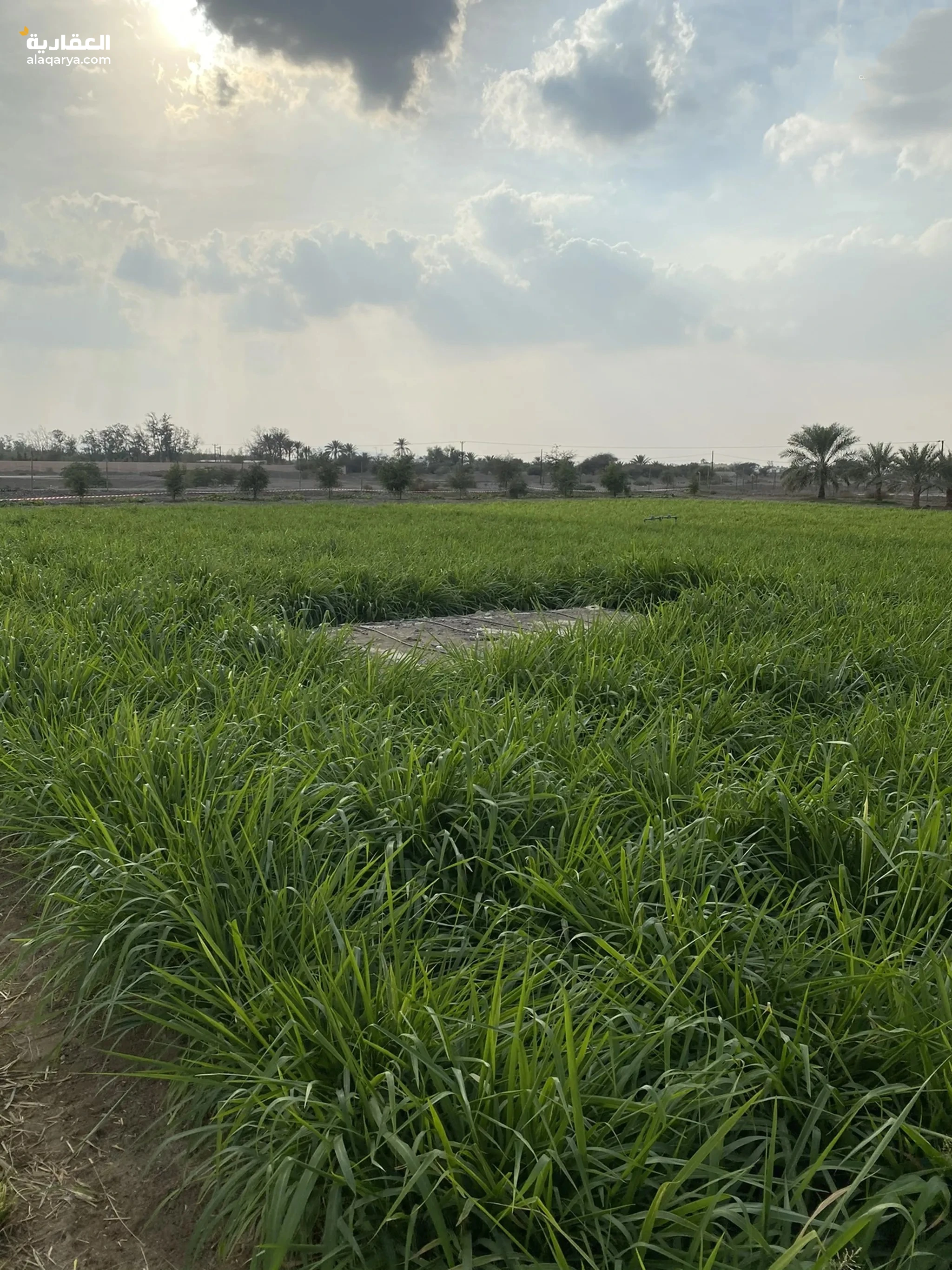 #للبيع مزرعه فخمه فيها فيلا وحوض وزراعه منطقة اليفر 1 شارع خورفكان الجديد مميزه 560،000 الف قدم