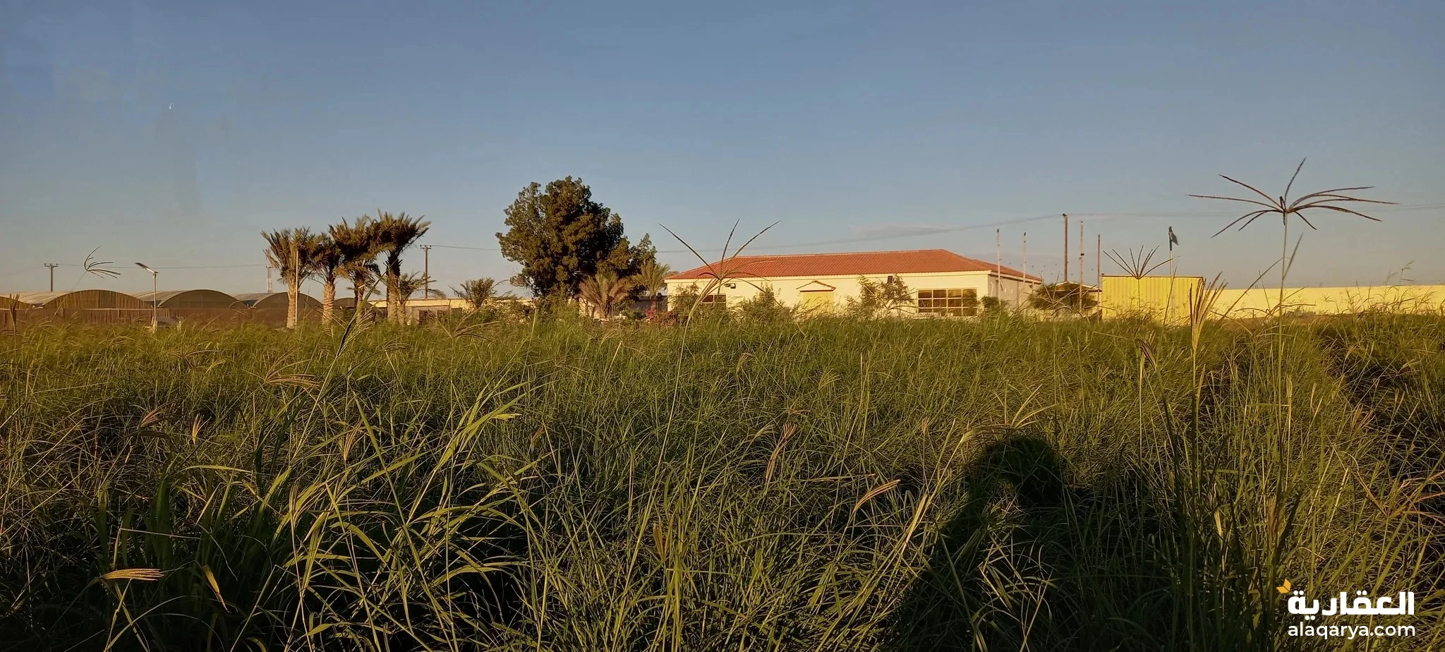 #مزرعة في مدينة العين منطقة رماح للبيع او البدل ببيت