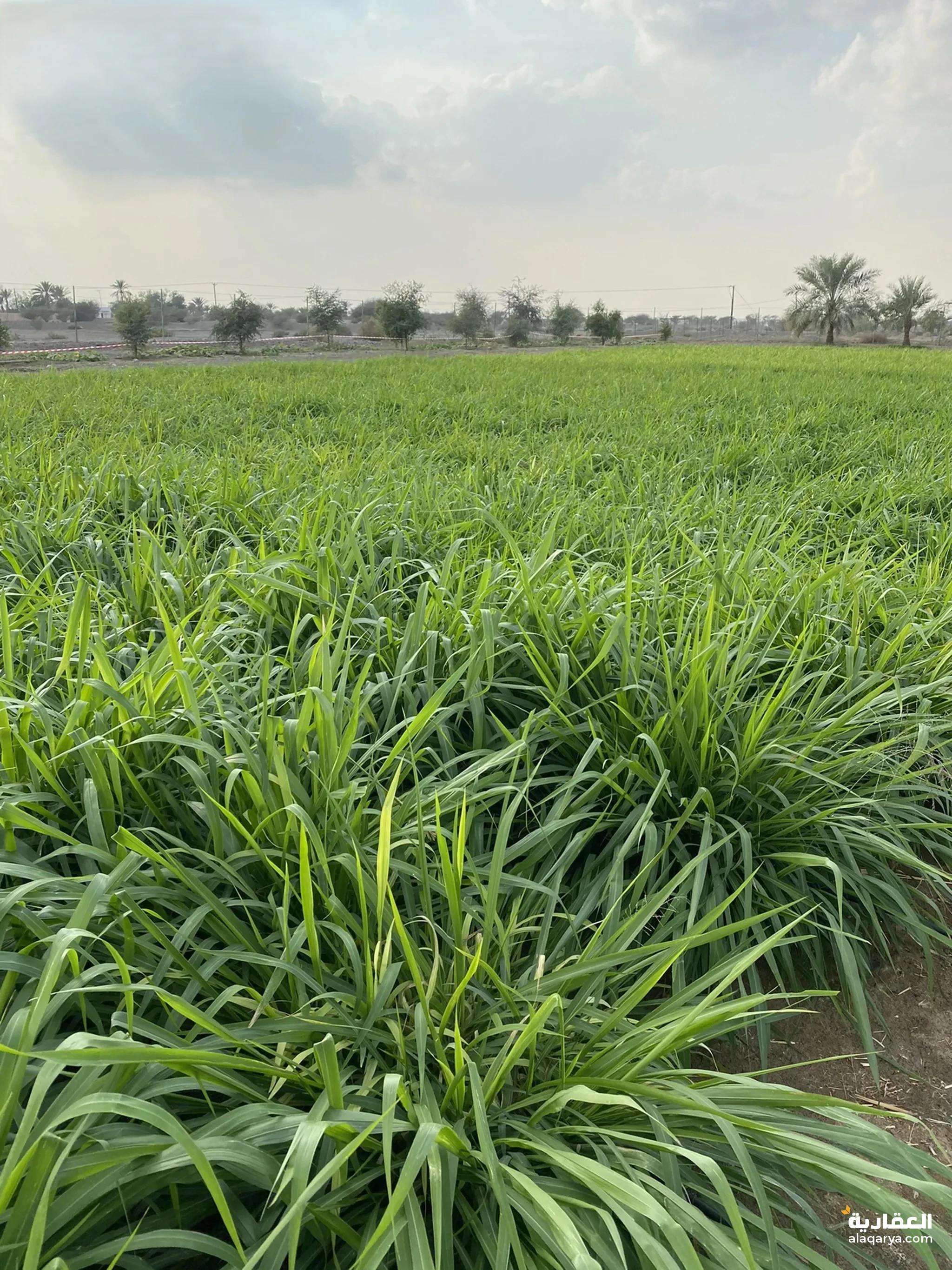 #للبيع مزرعه فخمه فيها فيلا وحوض وزراعه منطقة اليفر 1 شارع خورفكان الجديد مميزه 560،000 الف قدم