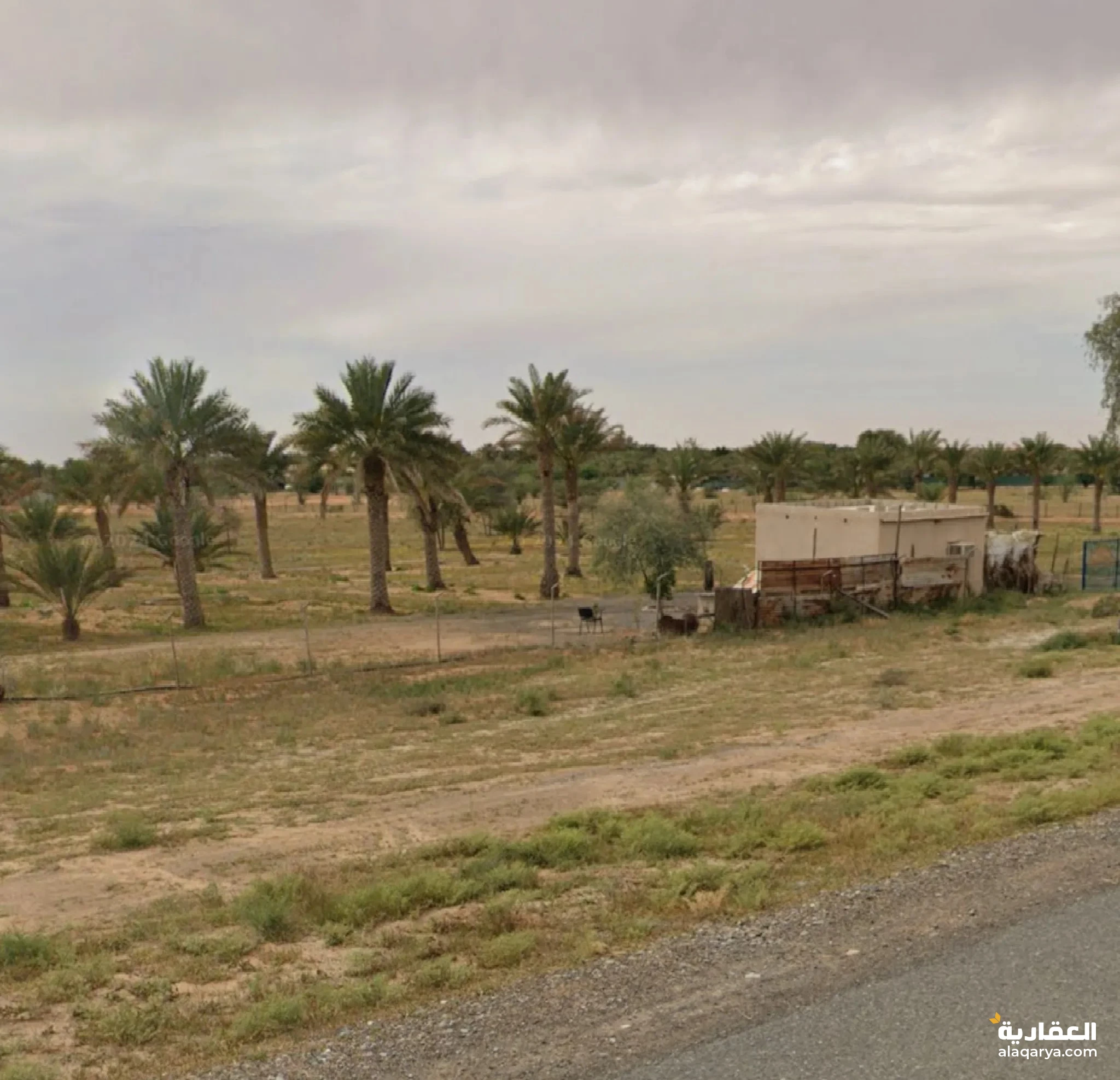 #للبيع ارض زراعيه الذيد الخبيان 245،000 اف قدم خاليه شارع عام موقع مميز