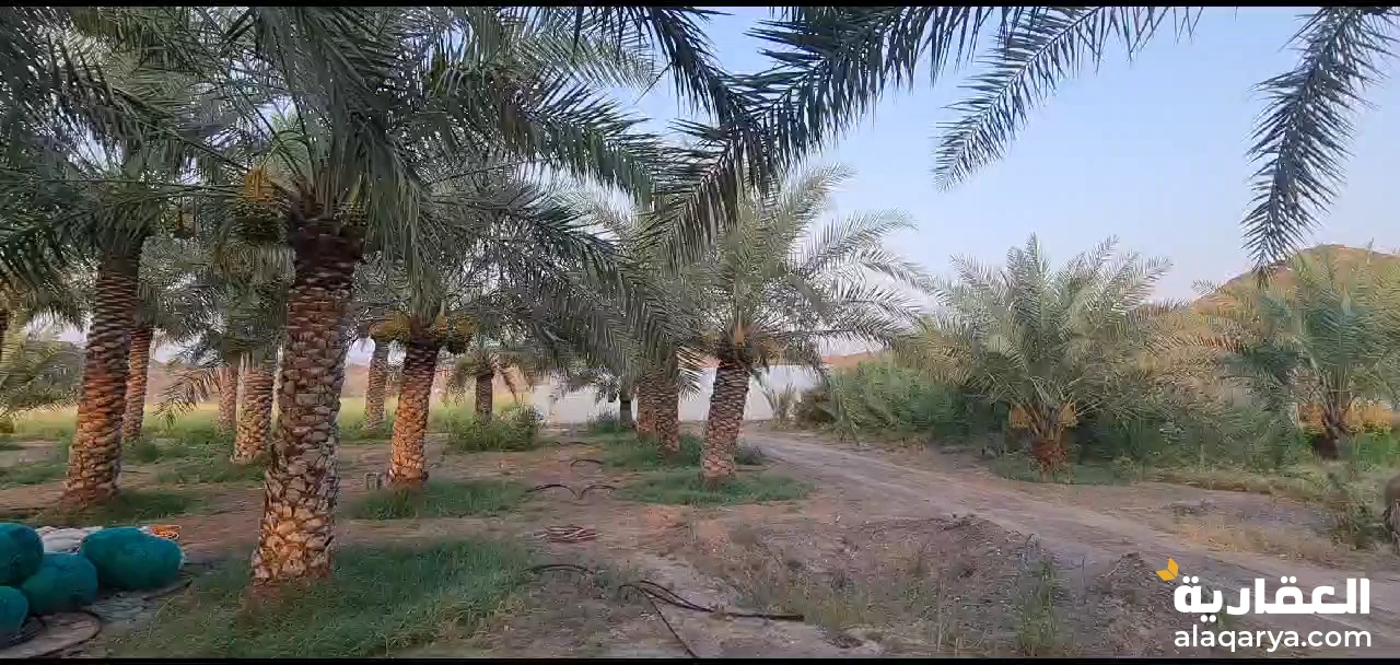 #مزرعة في منطقة شوكة برأس الخيمة للبيع