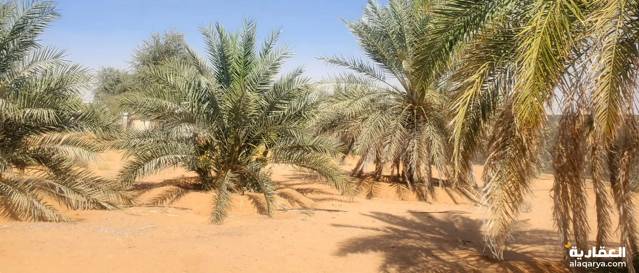 #للبيع مزرعة فى السلامات شرق فى مدينة العين