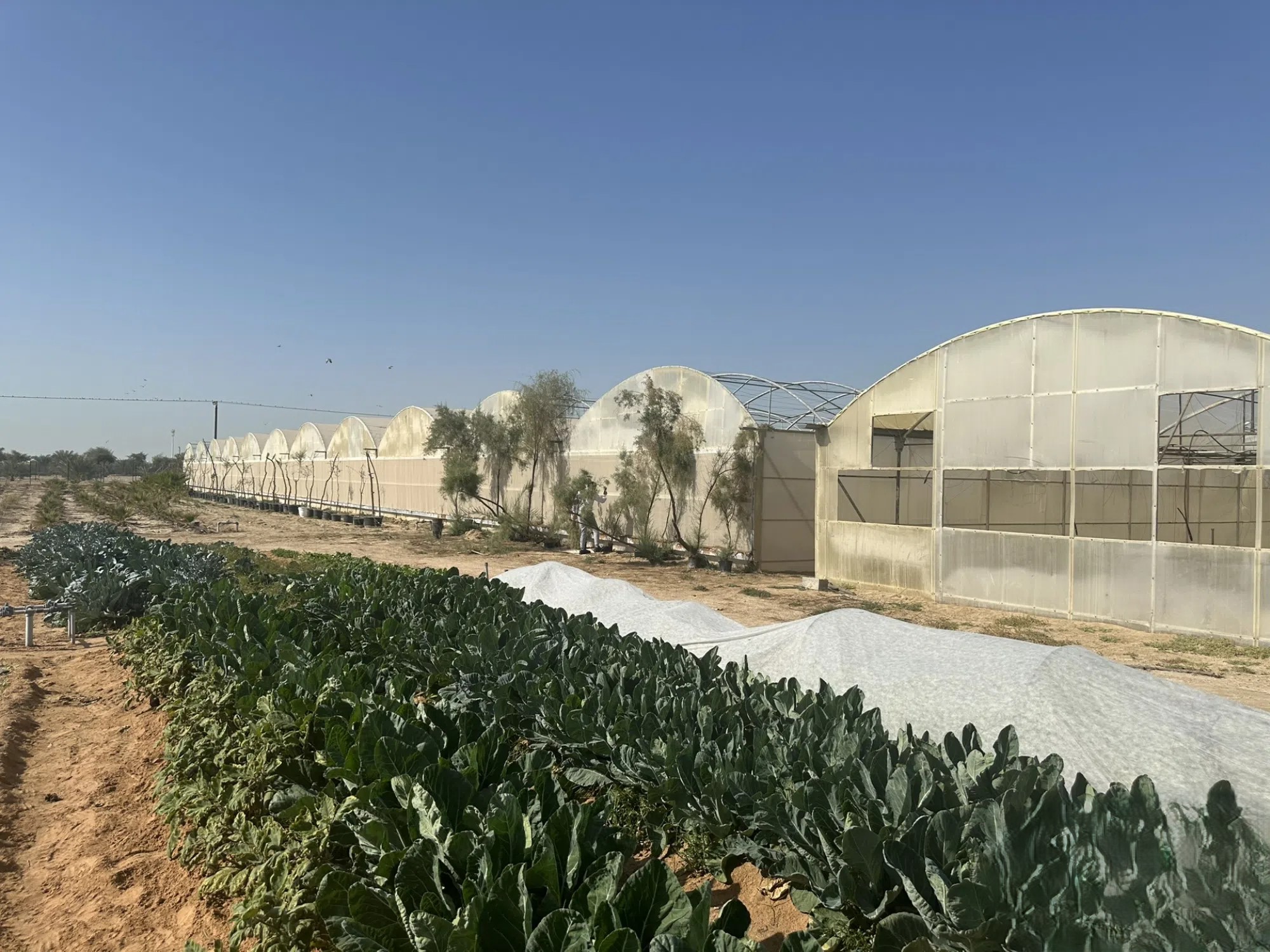 #مزرعةلل الباهية متميزة